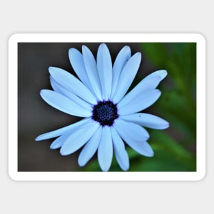 Margarita White Cape Daisy Sticker